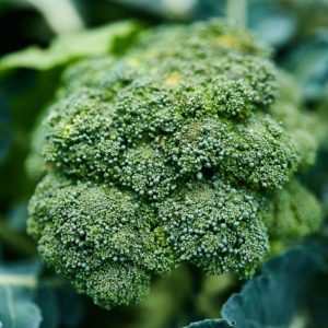 Broccoli 11